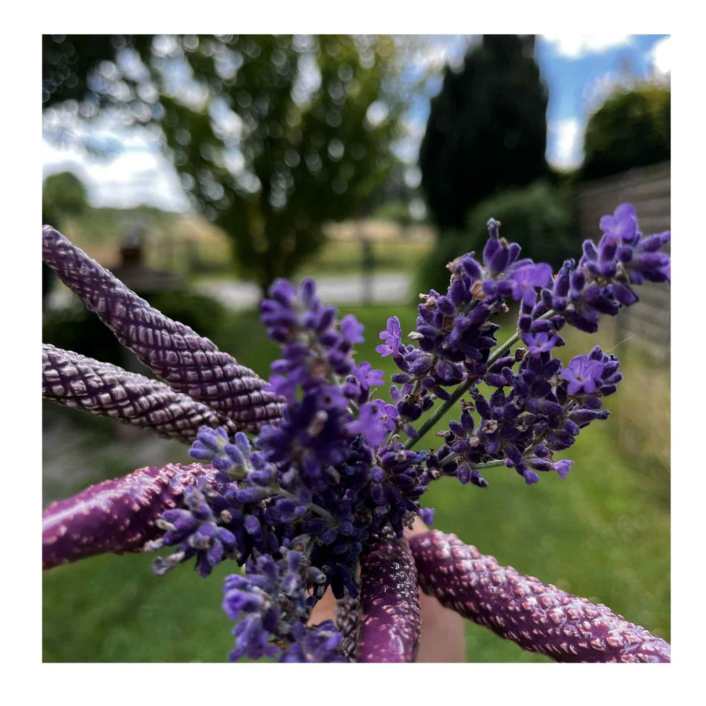 Fleur en céramique de lavande violet foncé