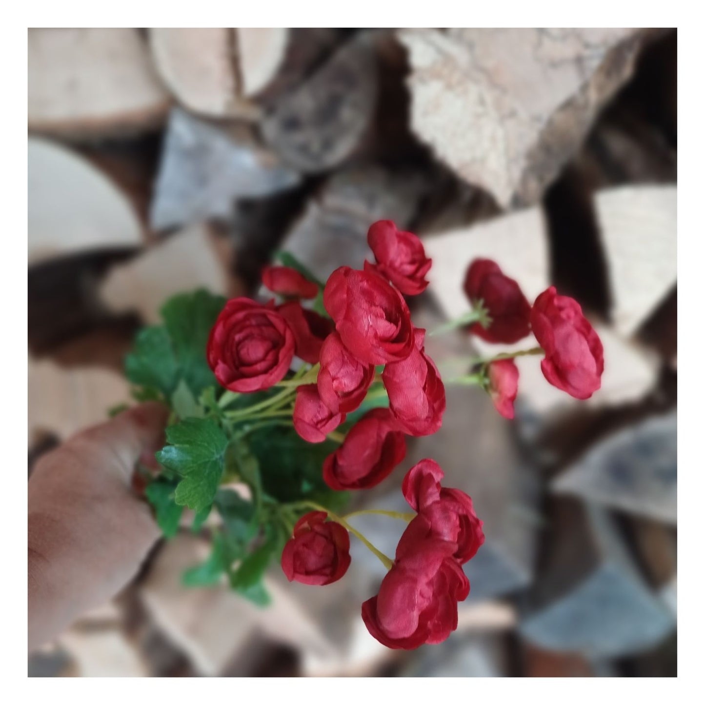 Bouquet de renoncules rouges